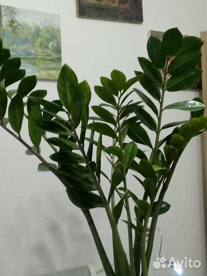 Замиокулькас