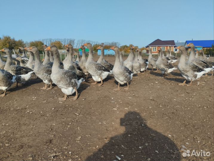 Гуси живьем