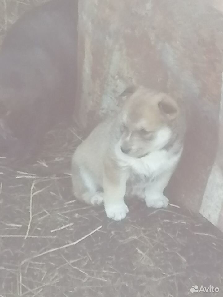 Кутята хаски