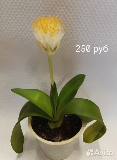 Гемантус белоцветковый