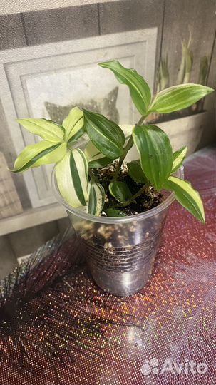 Комнатные растения