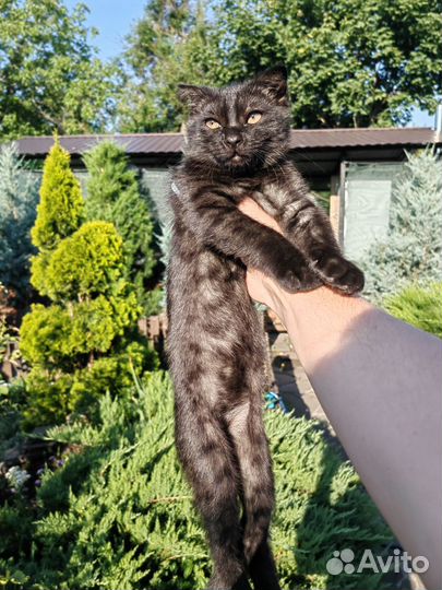 Шотландская