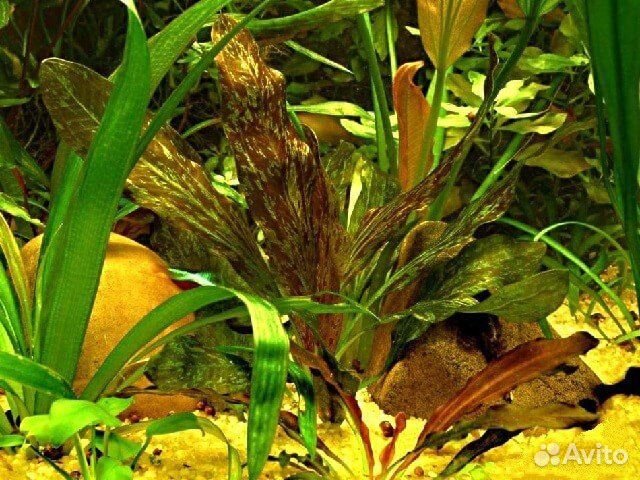 Эхинодорус Красное пламя (Echinodorus Red Flame)