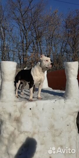 Питбуль вязка