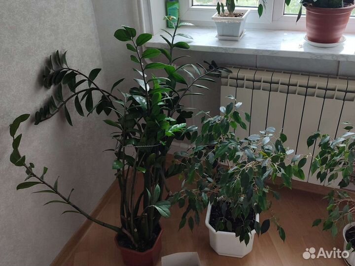 Комнатные цветы шефлера