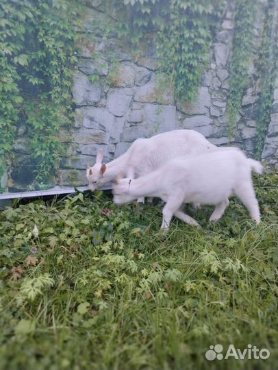 Козочка и козлик зааненские