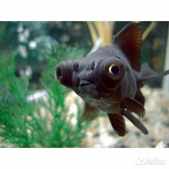 Рыбки Золотые, телескопы, красные шапочки, риукины