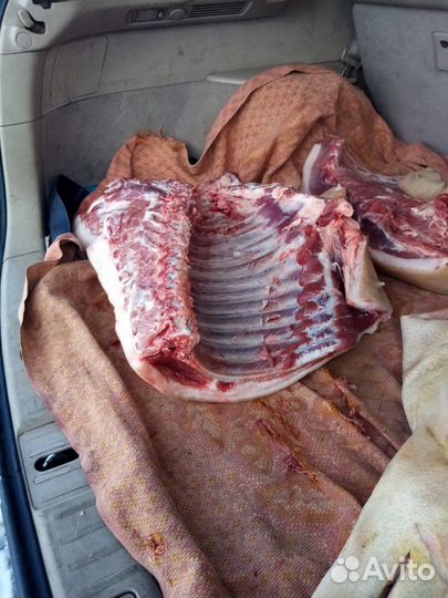 Мясо свинина