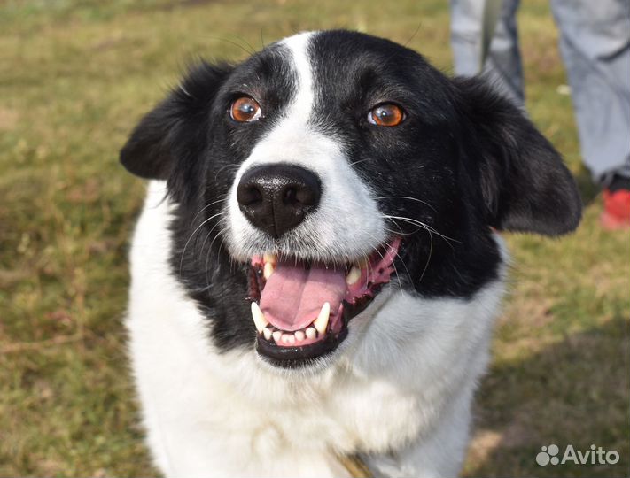 Собака в добрые руки