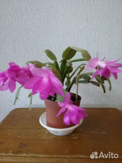 Декабрист Шлюмбергера