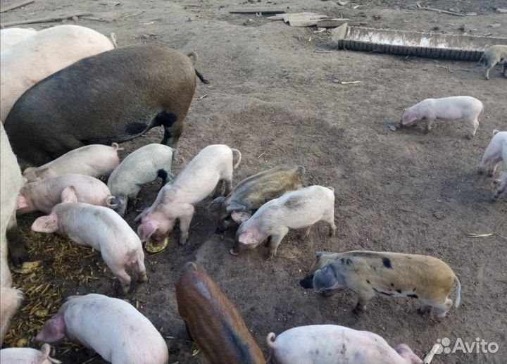 Домашние поросята