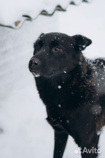 Собачка Манечка