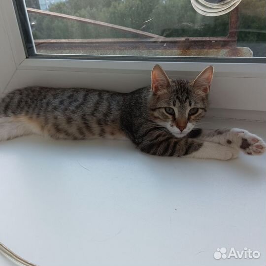 Котик в добрые руки