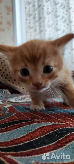 Котята привезём до подъезда, забирайте