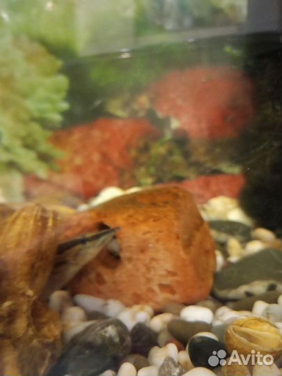 Аквариум с рыбками