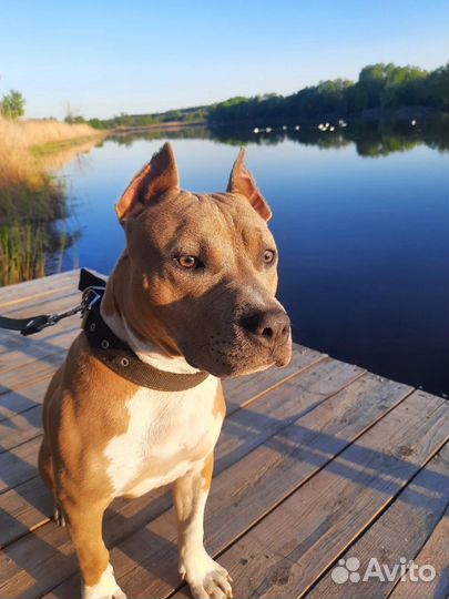 Американский стаффордширский терьер