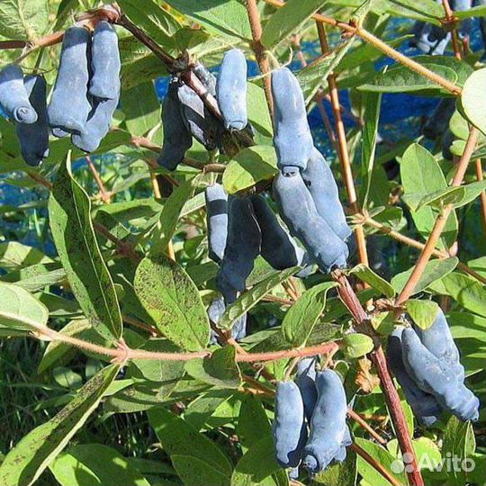 Жимолость Нимфа