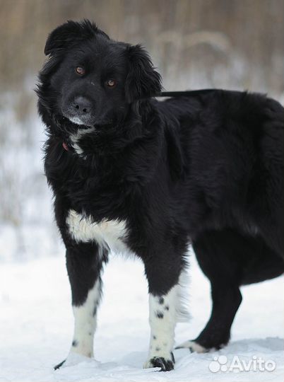 Злата, метис бордер-колли