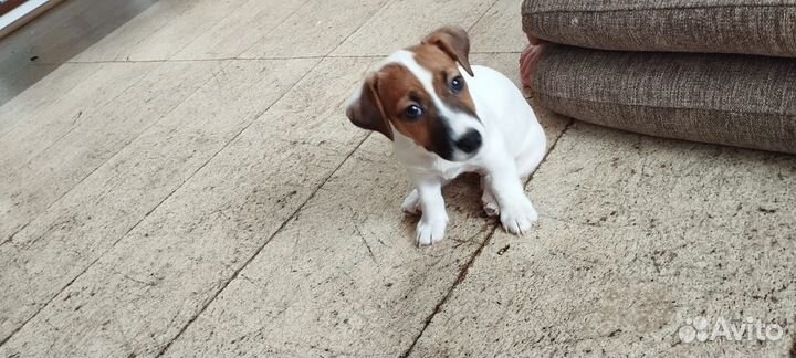 Джек Рассел терьер