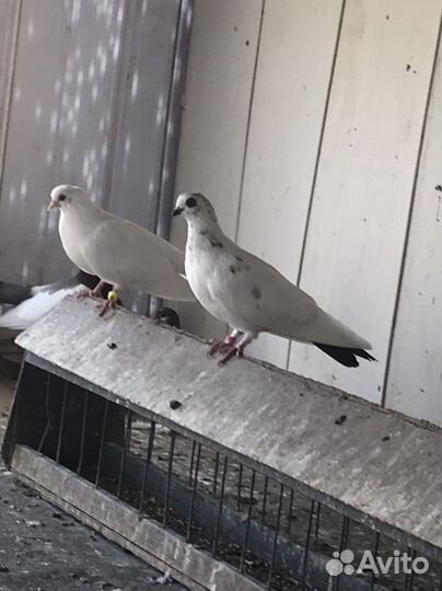 Продажа голубей статные