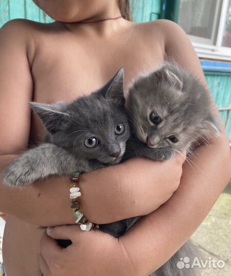 Британские котята бесплатно