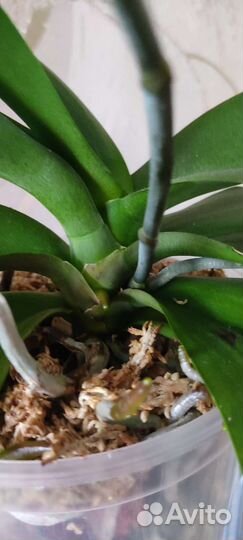 Орхидея бабочка