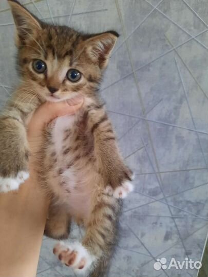 Котенок мальчик в дар