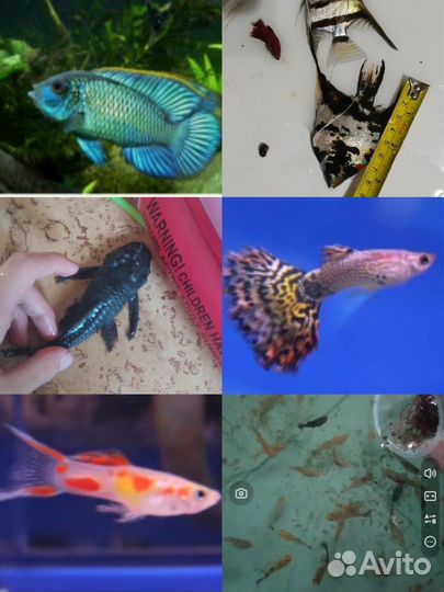 Аквариумные рыбки