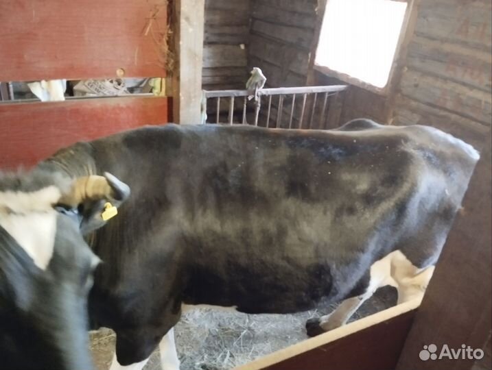 Джерсейская корова