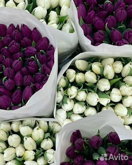 Тюльпаны к 8 марта Магадан