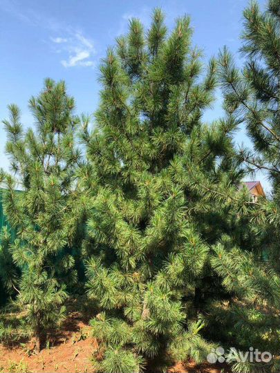 Саженцы кедра