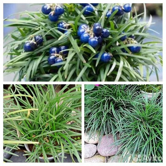 Растения для сада