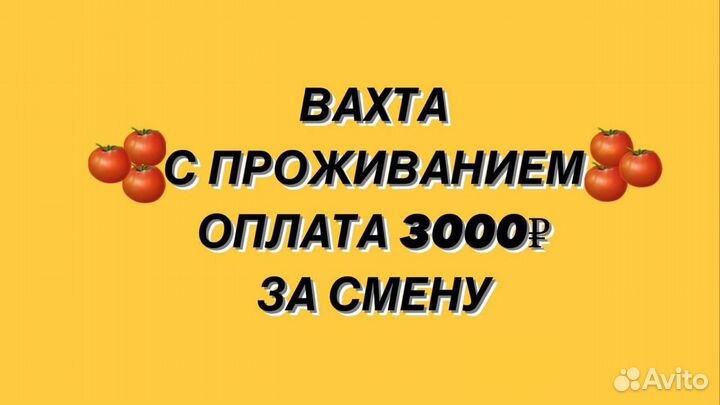 Сборщик помидоров