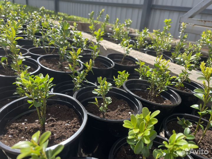 Черенки самшита