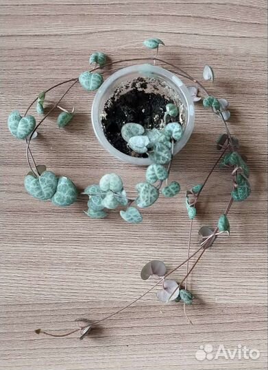 Стефания,хойя, камнеломка, церопегия