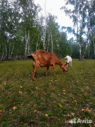 Коза дойная