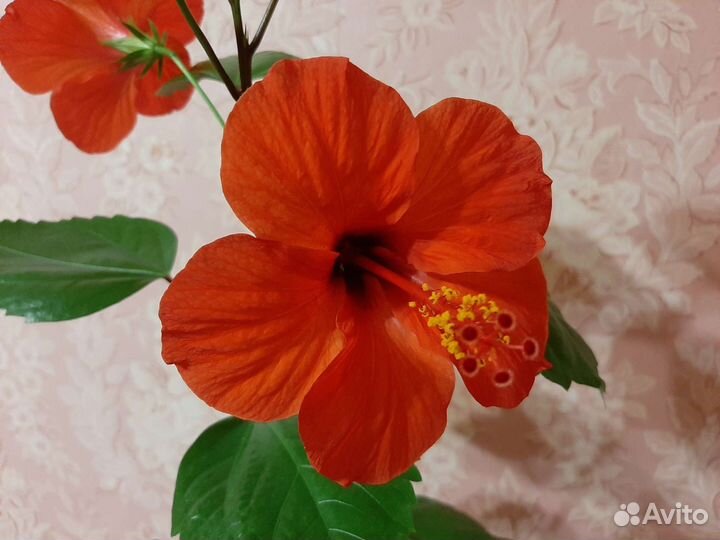 Фикус Гибискус Рапсолидопсис