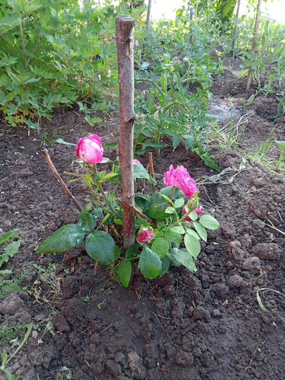 Дом 103,7 м² на участке 12 сот.