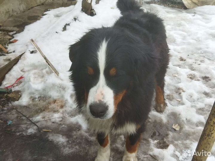 Бернский зенненхунд вязка