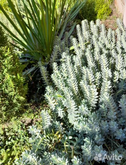 Растения для сада