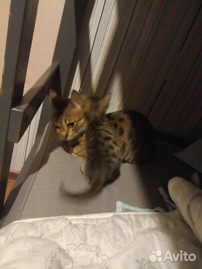 Котята саванна ф5