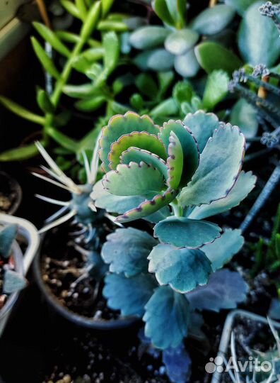 Комнатные растения цветы