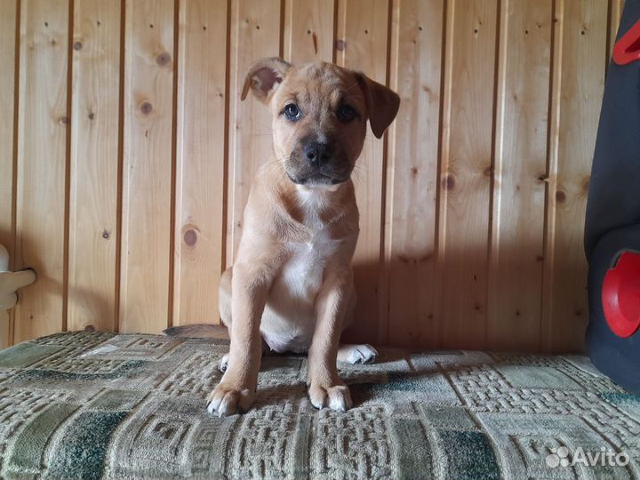 Метисы Американского стаффордширского терьера