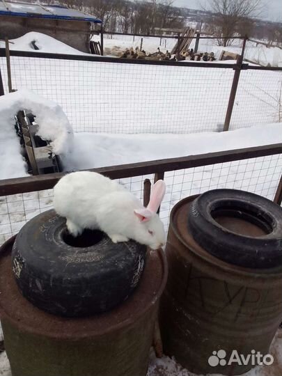 Самцы белый паннон