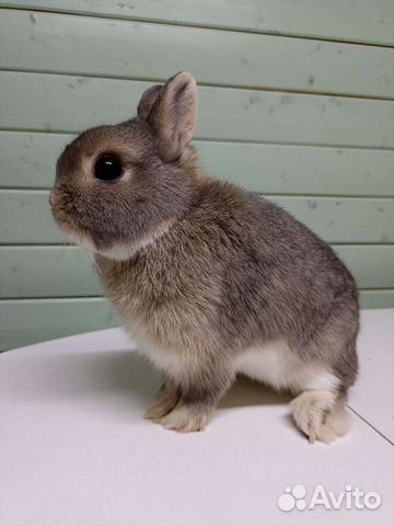 Выставочный карликовый кролик