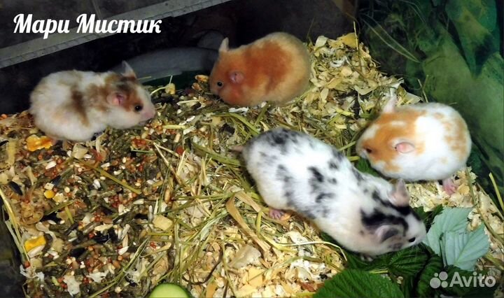 Пёстрые, крем, золото, пояс хомяк с клеткой видео