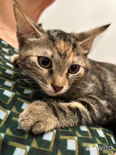 Кошечка в добрые руки