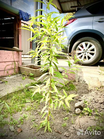 Саженцы сочных персиков и абрикосов