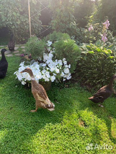 Утята индийский бегунок