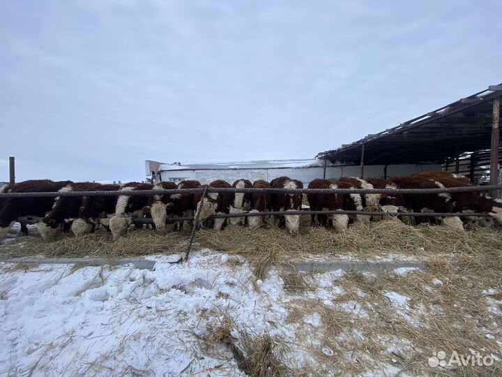 Коровы,Телки породы герефорд,лошади,крс